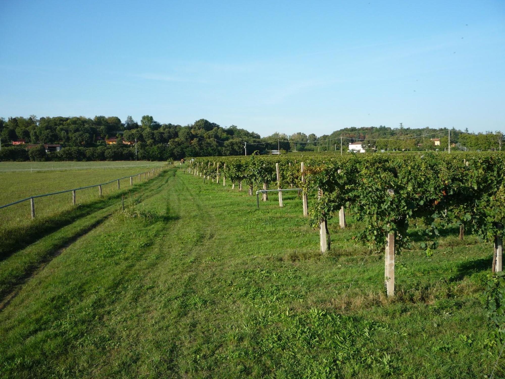 Agriturismo Lupo Bianco Monzambano Luaran gambar