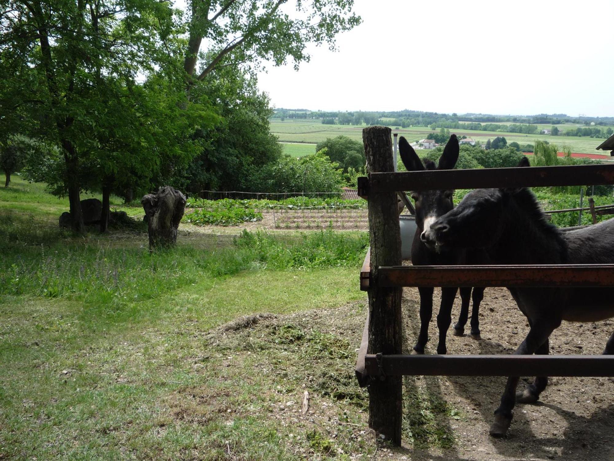 Agriturismo Lupo Bianco Monzambano Luaran gambar