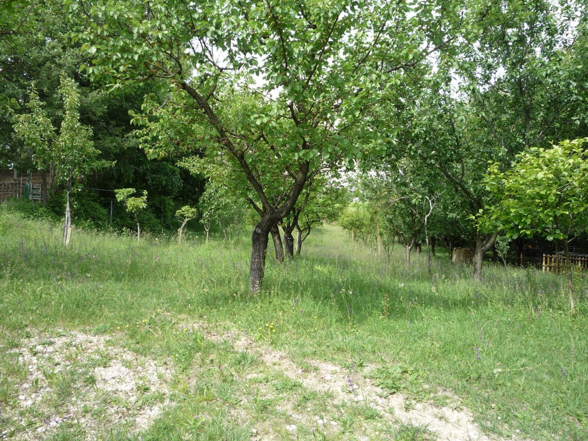 Agriturismo Lupo Bianco Monzambano Luaran gambar