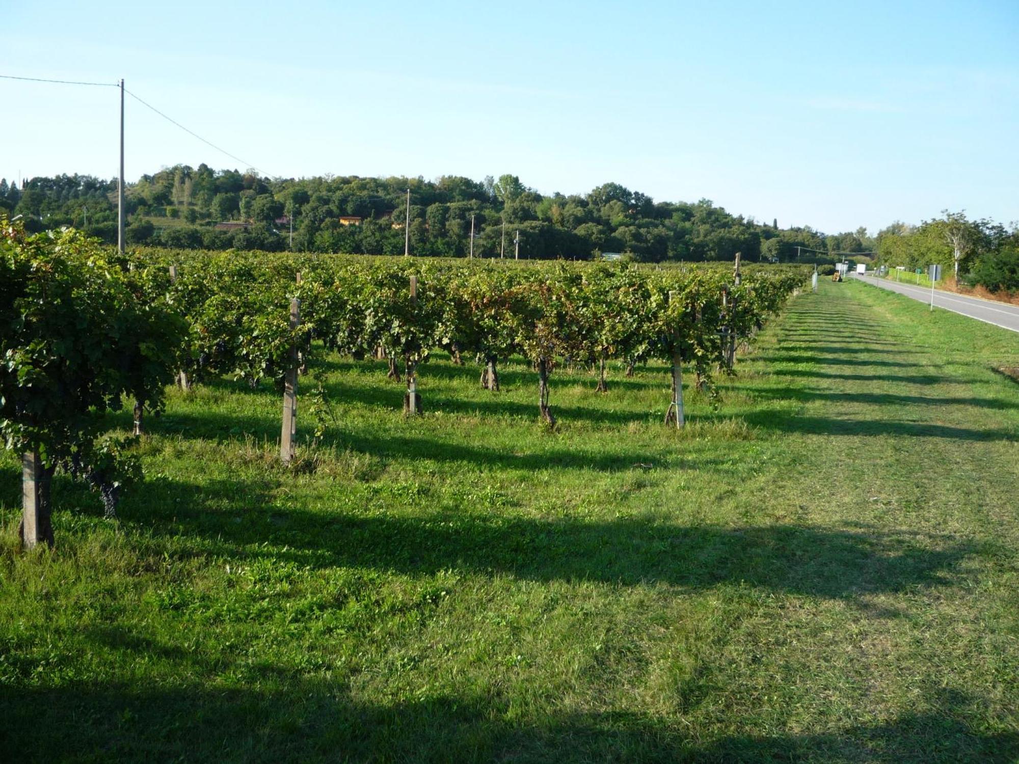 Agriturismo Lupo Bianco Monzambano Luaran gambar